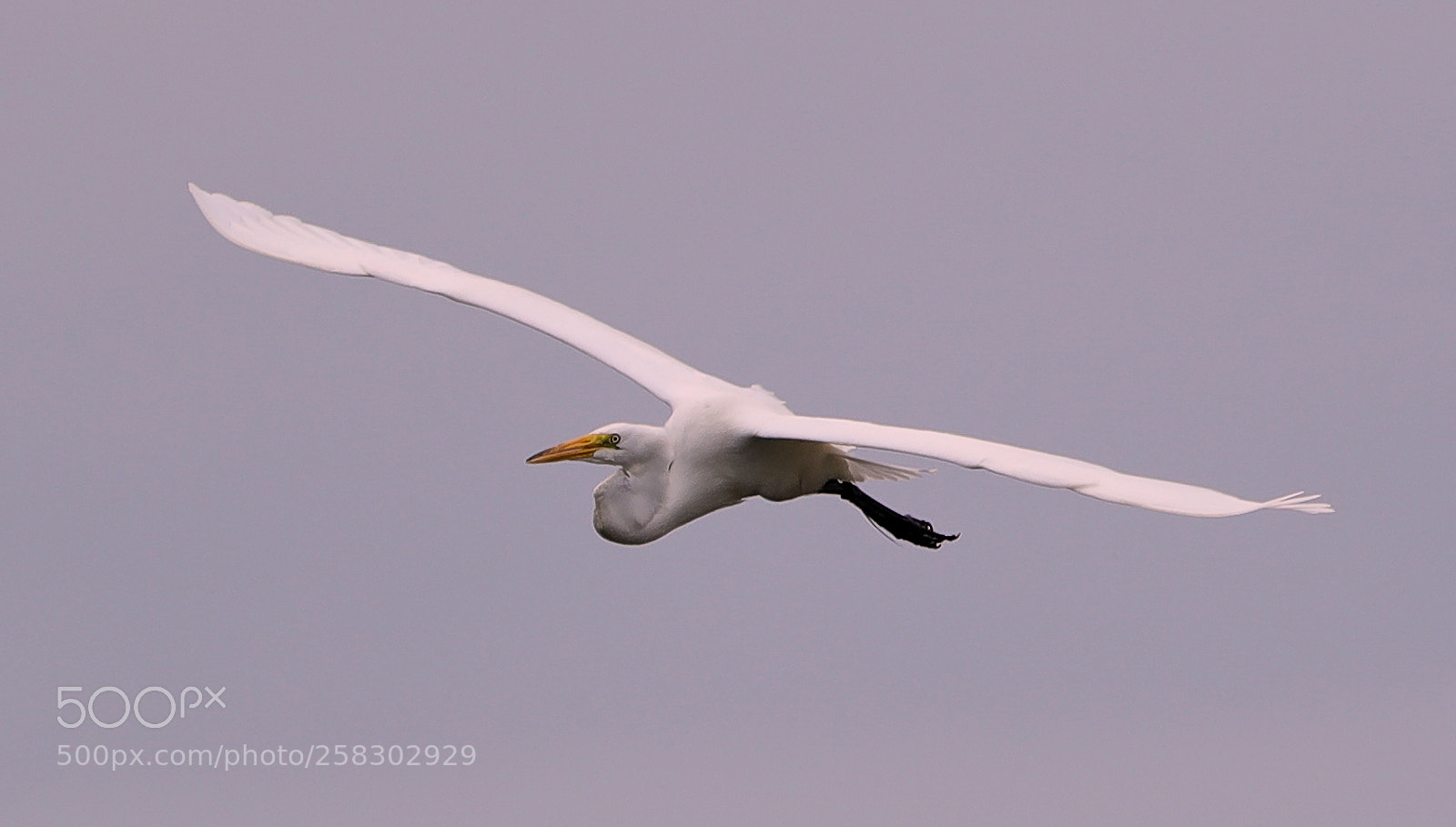 Canon EOS-1D X Mark II sample photo. 05-17-18-0018125.jpg photography