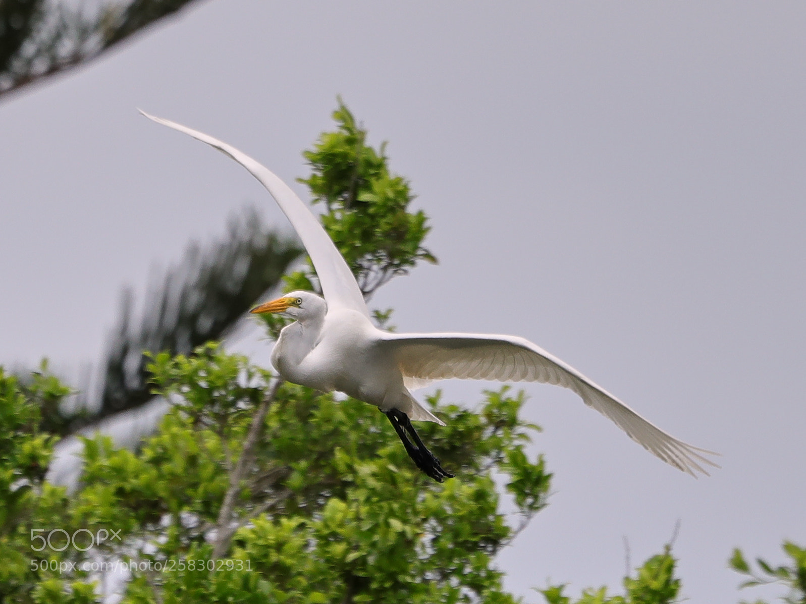Canon EOS-1D X Mark II sample photo. 05-17-18-0018124.jpg photography