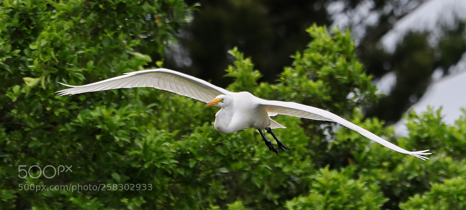 Canon EOS-1D X Mark II sample photo. 05-17-18-0018123.jpg photography
