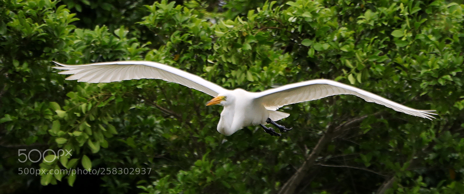 Canon EOS-1D X Mark II sample photo. 05-17-18-0018122.jpg photography