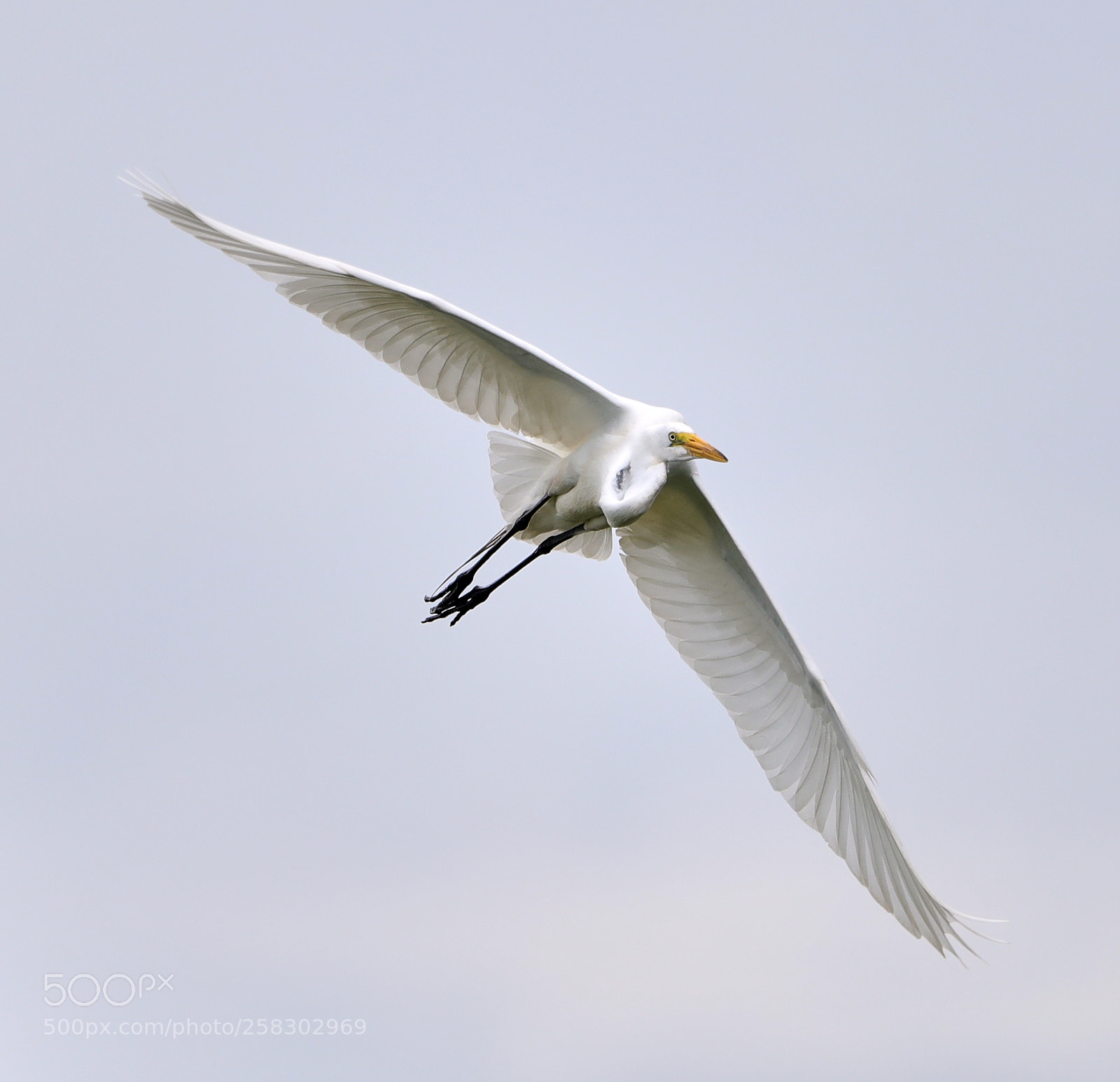 Canon EOS-1D X Mark II sample photo. 05-17-18-0018118.jpg photography