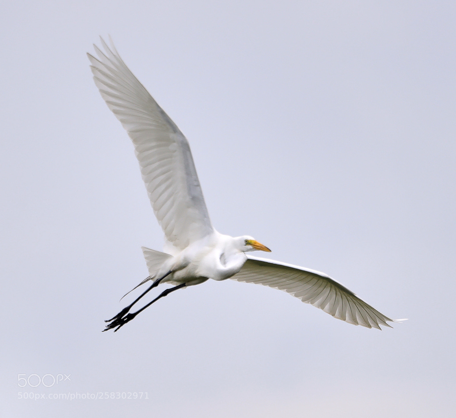 Canon EOS-1D X Mark II sample photo. 05-17-18-0018117.jpg photography