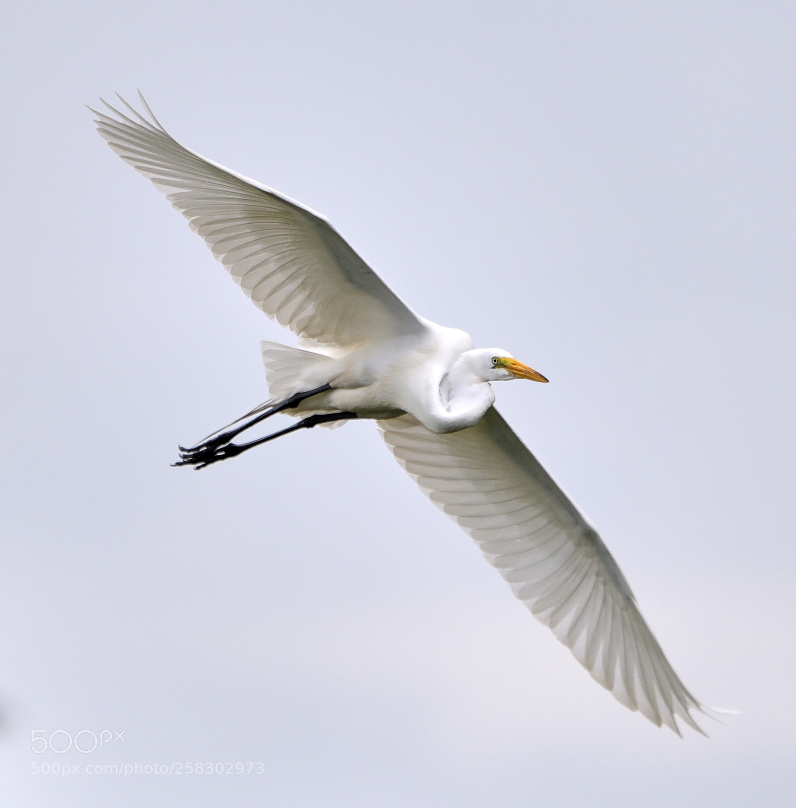 Canon EOS-1D X Mark II sample photo. 05-17-18-0018116.jpg photography