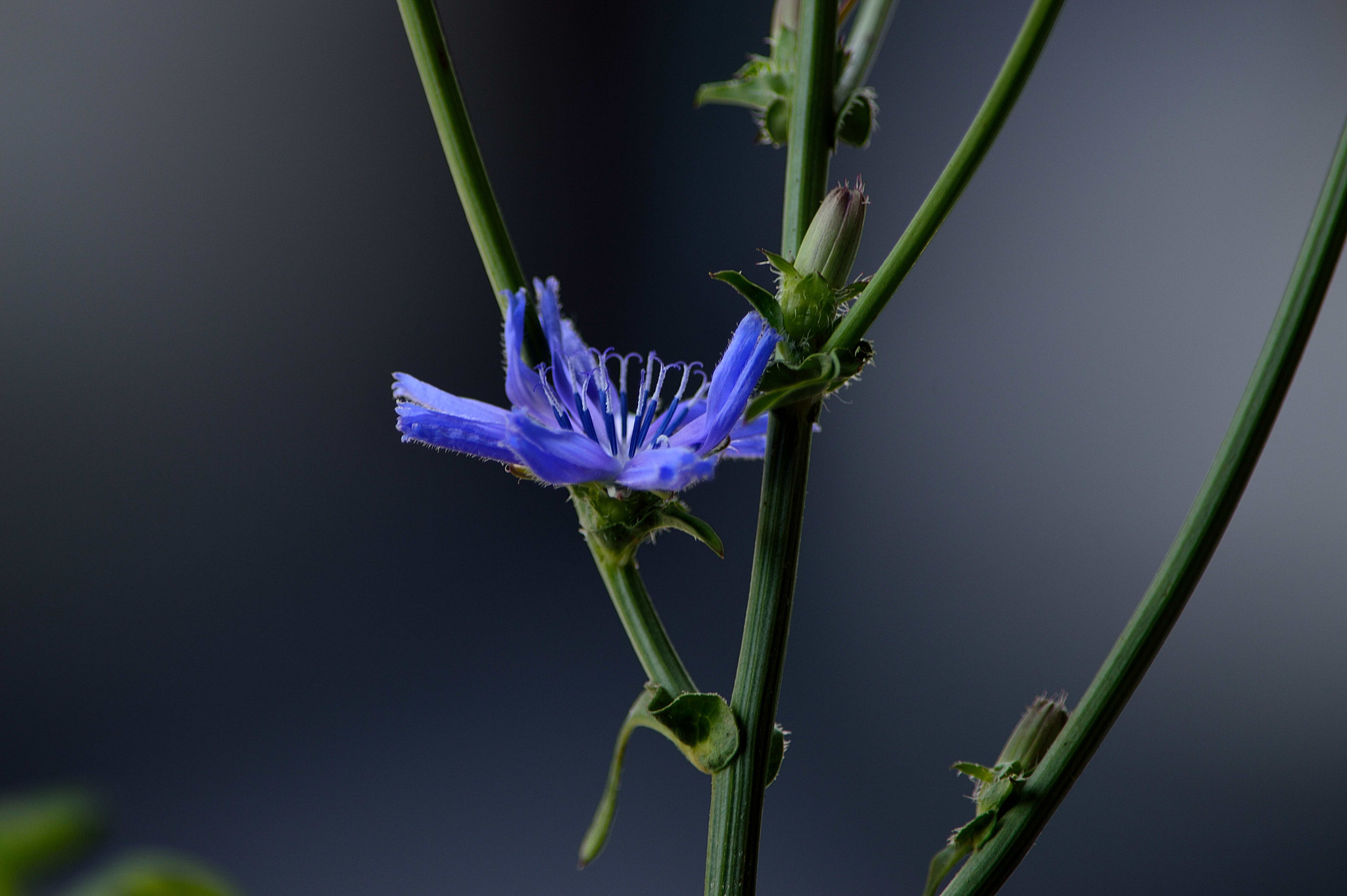 Nikon D3200 sample photo. Wildflower photography