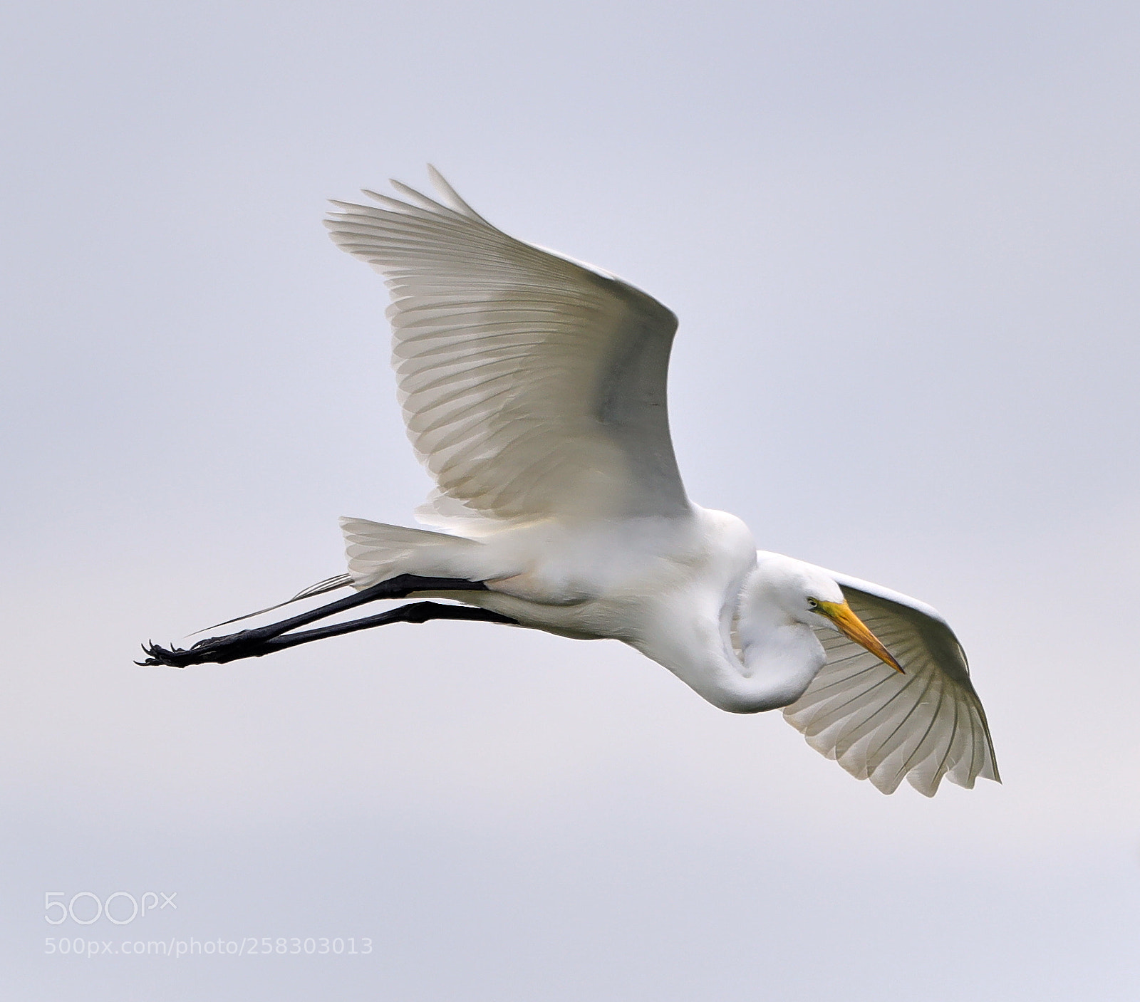 Canon EOS-1D X Mark II sample photo. 05-17-18-0018114.jpg photography