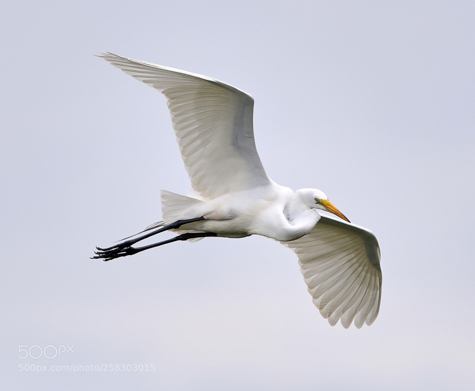 Canon EOS-1D X Mark II sample photo. 05-17-18-0018115.jpg photography
