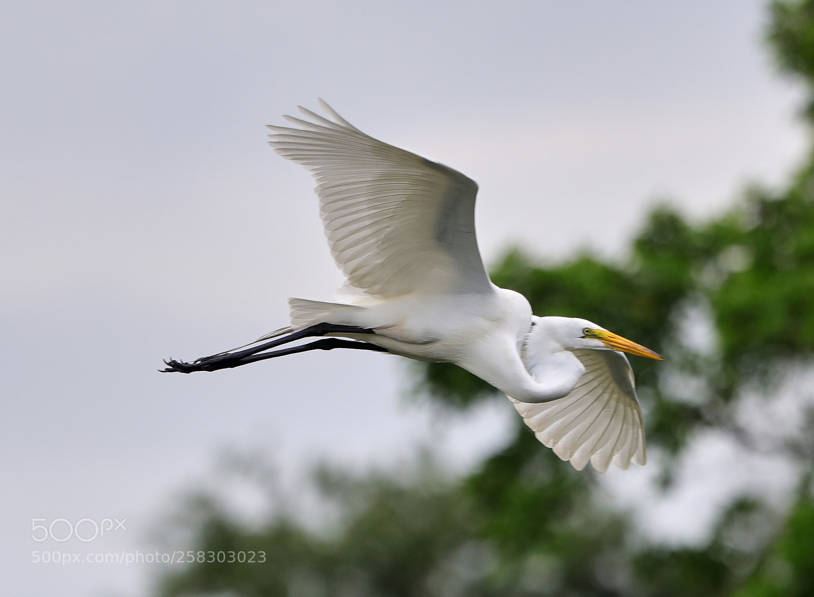 Canon EOS-1D X Mark II sample photo. 05-17-18-0018113.jpg photography