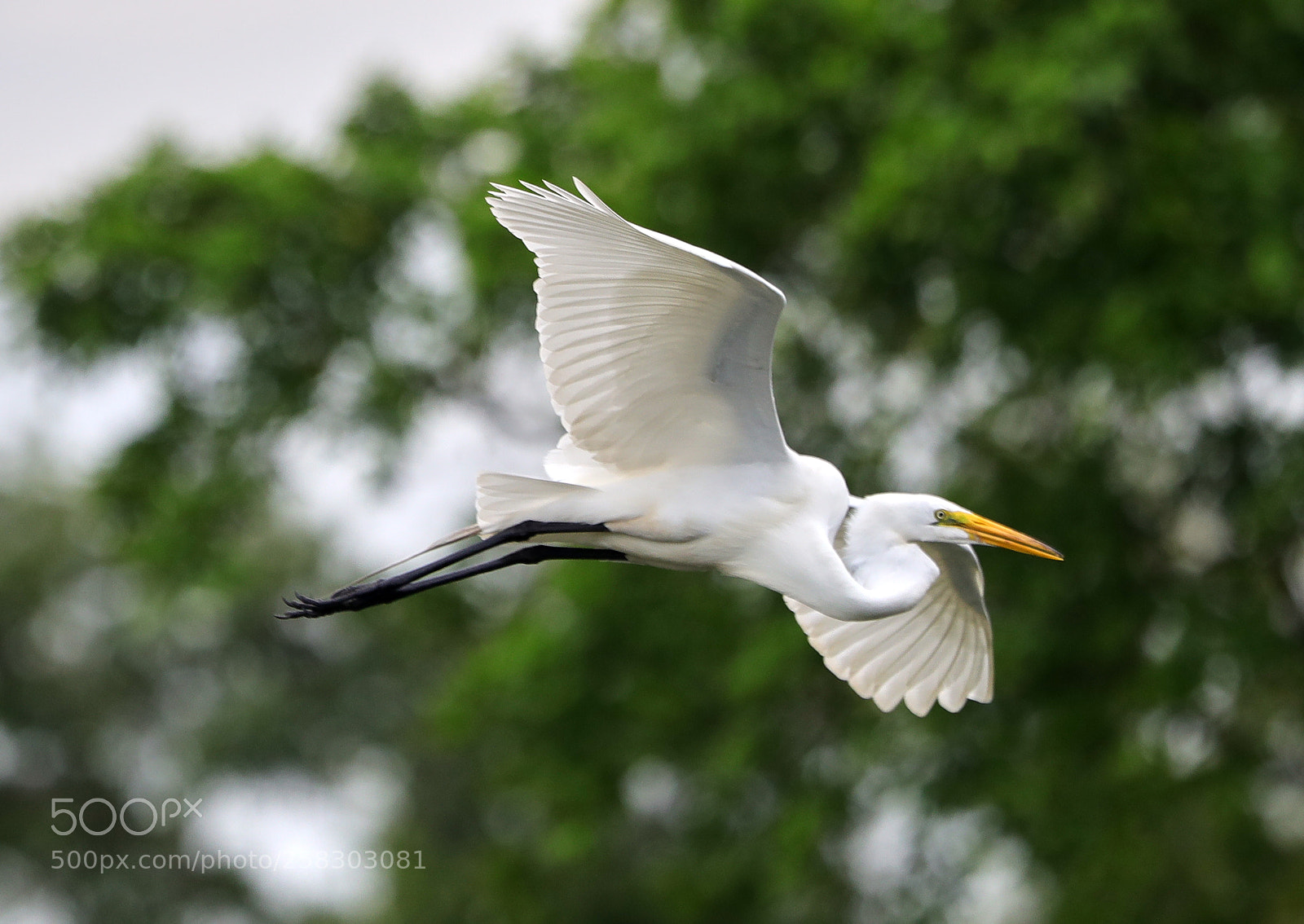 Canon EOS-1D X Mark II sample photo. 05-17-18-0018112.jpg photography