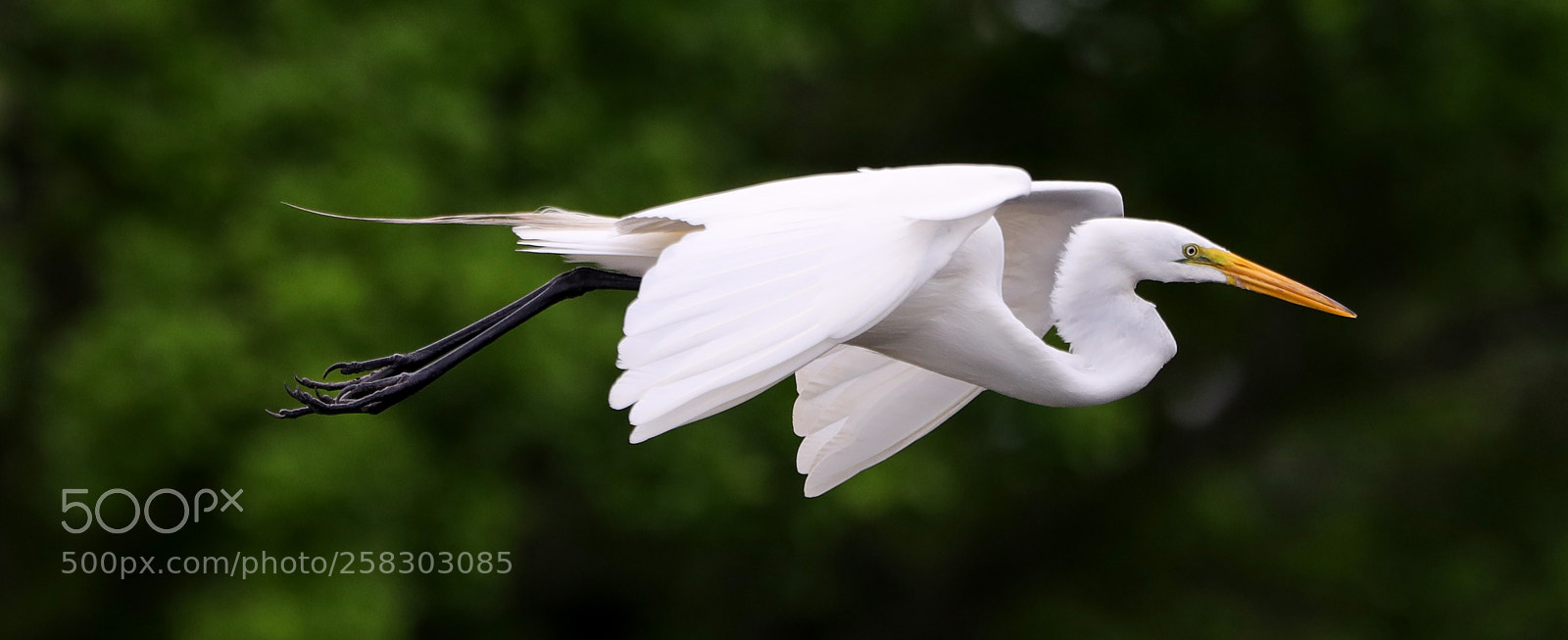 Canon EOS-1D X Mark II sample photo. 05-17-18-0018110.jpg photography
