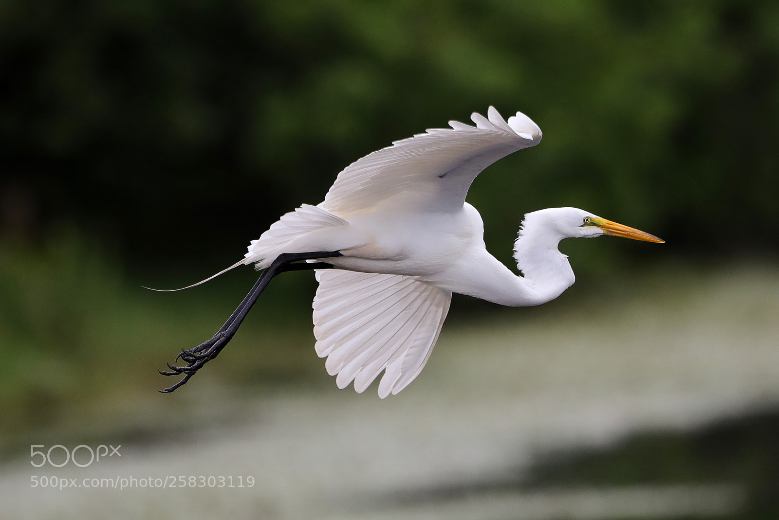 Canon EOS-1D X Mark II sample photo. 05-17-18-0018107.jpg photography