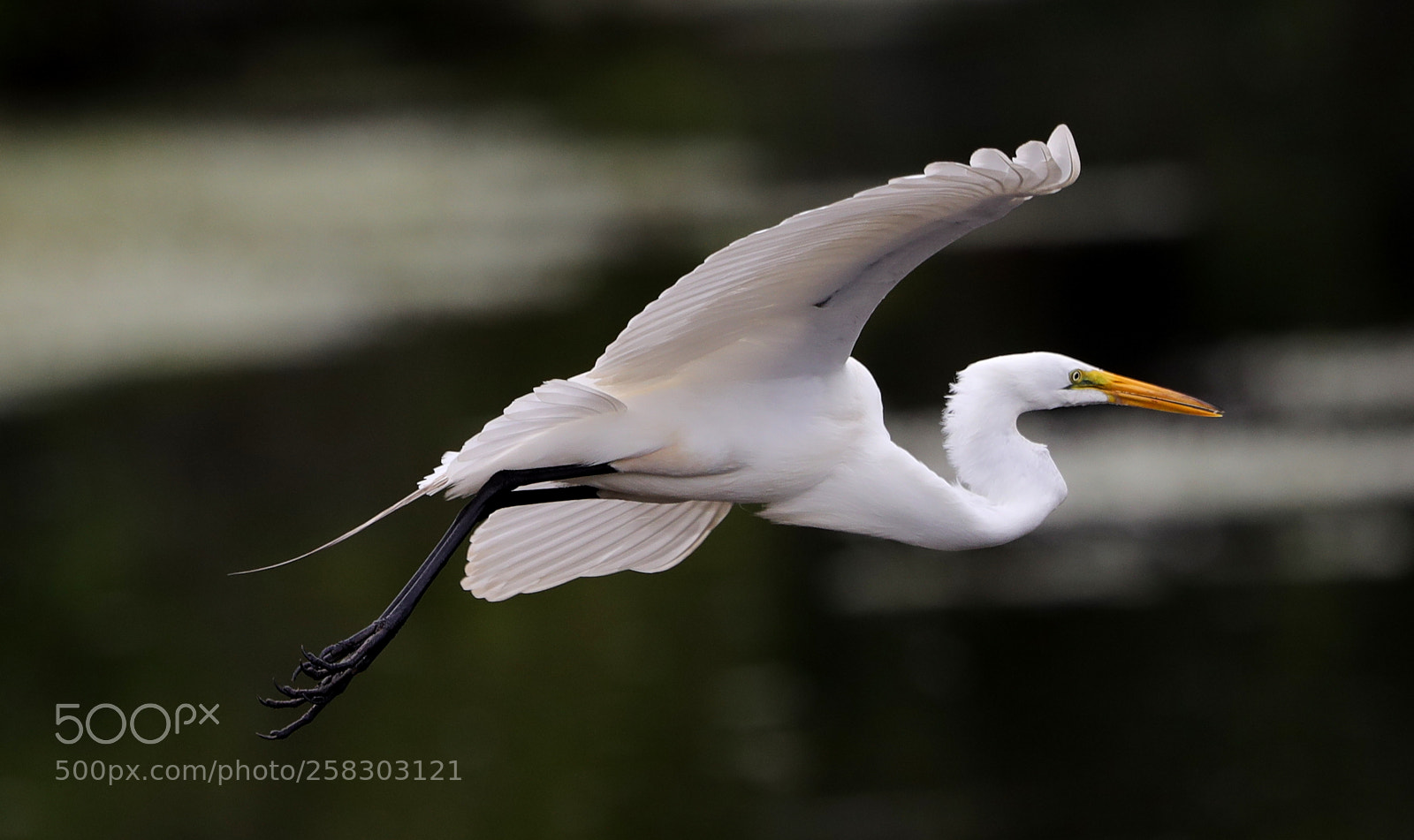 Canon EOS-1D X Mark II sample photo. 05-17-18-0018106.jpg photography