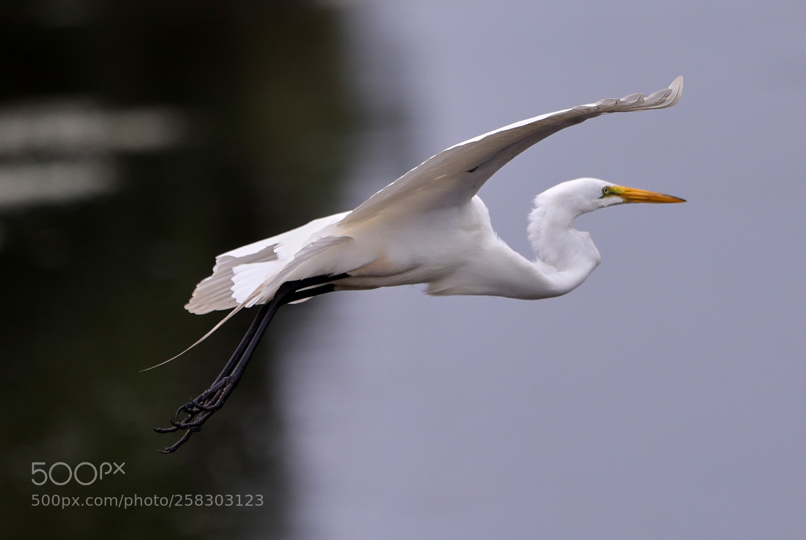 Canon EOS-1D X Mark II sample photo. 05-17-18-0018105.jpg photography