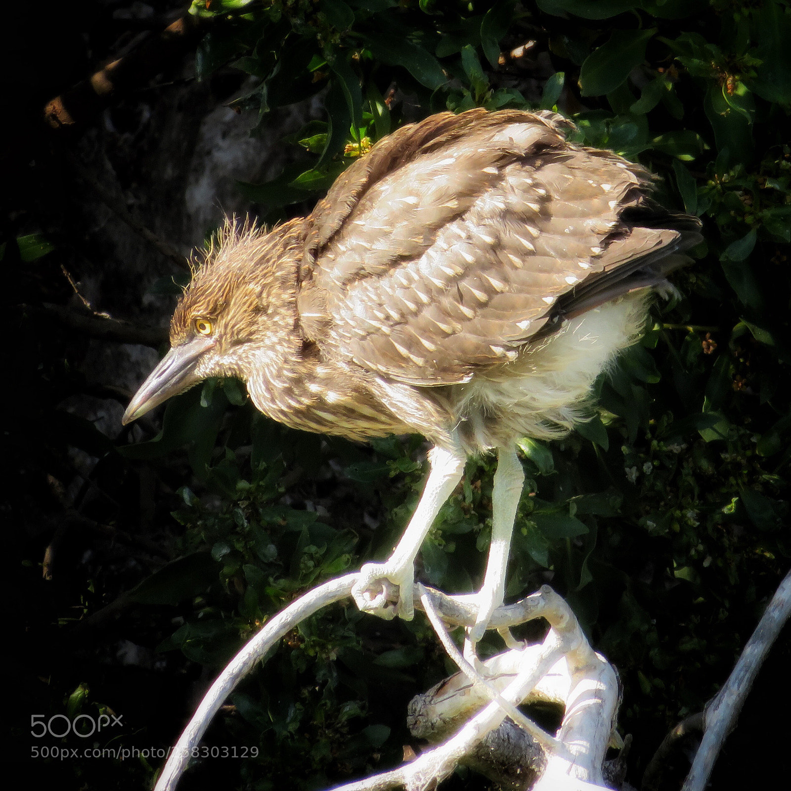 Canon PowerShot SX720 HS sample photo. Night heron chick photography