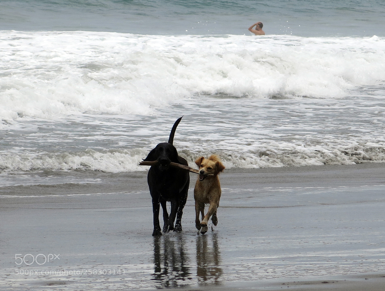 Canon PowerShot G15 sample photo. Dog games photography