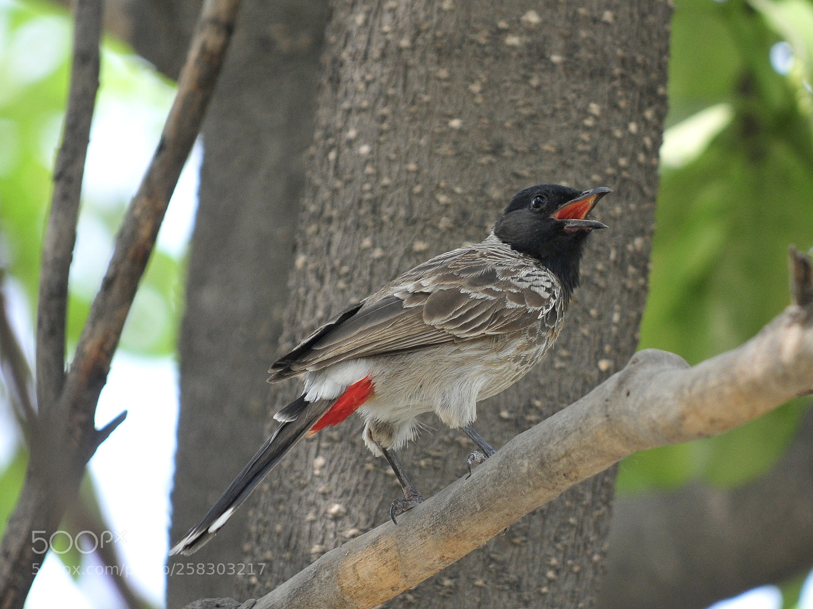 Nikon D300S sample photo. Bulbul in hot weather  photography