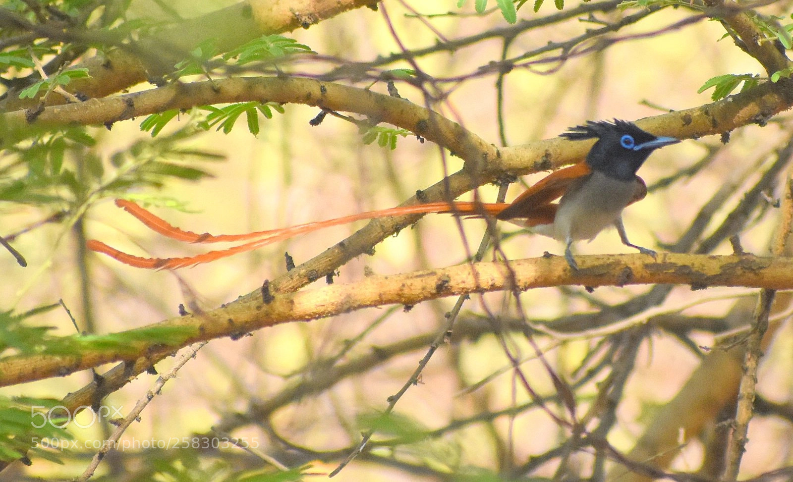 Nikon D7200 sample photo. Paradise flycatcher photography