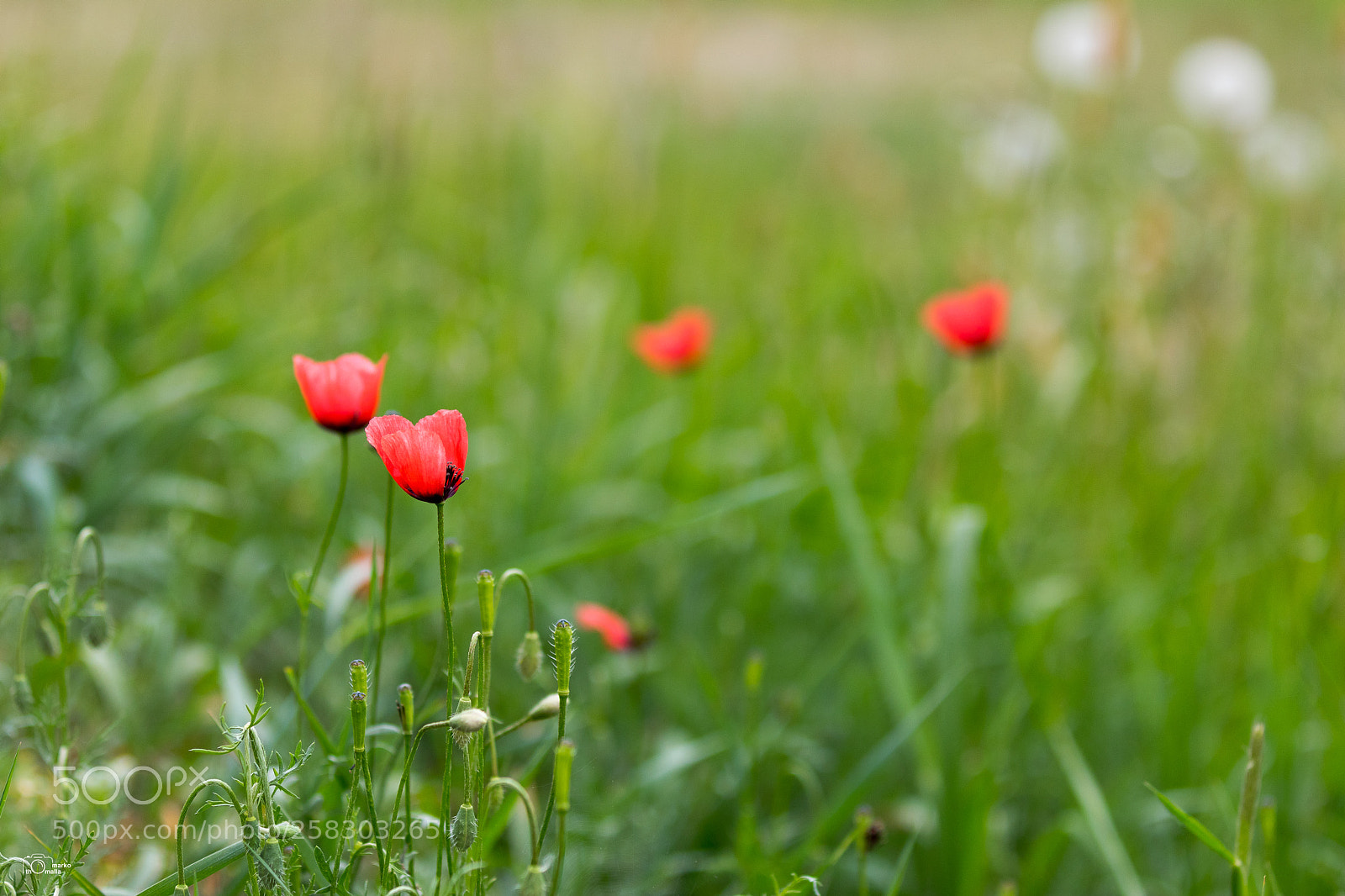 Canon EOS 80D sample photo. Poppy flower photography