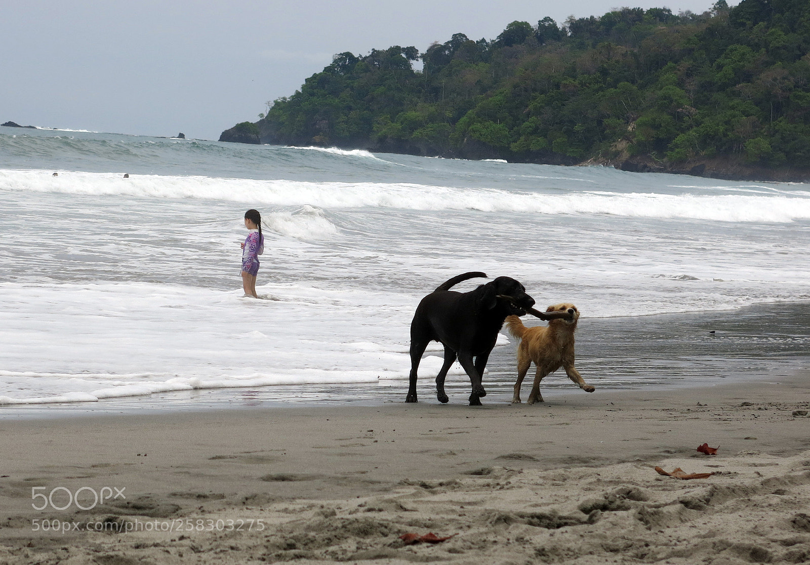 Canon PowerShot G15 sample photo. Dog games photography