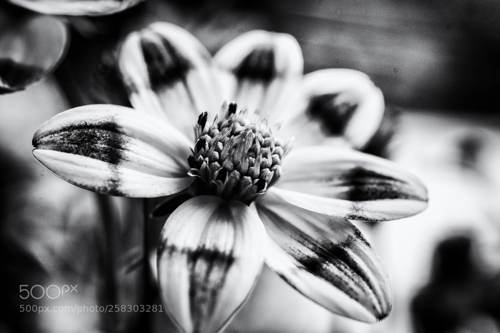 Nikon D7200 sample photo. Beedance flower photography