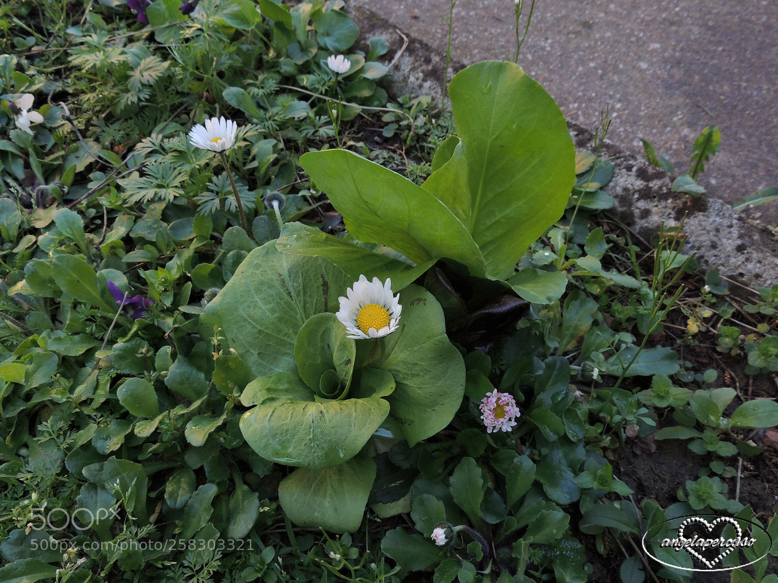 Nikon Coolpix P510 sample photo. Intrusa photography