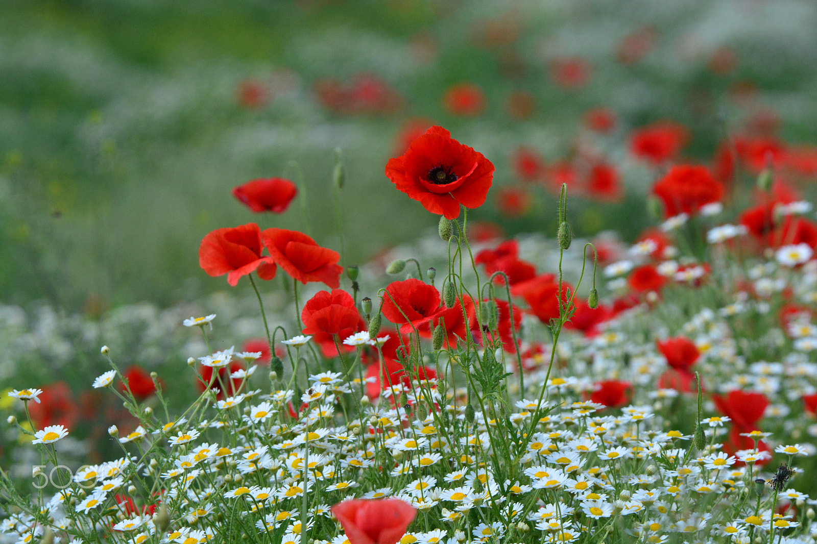 Nikon D5200 sample photo. May photography