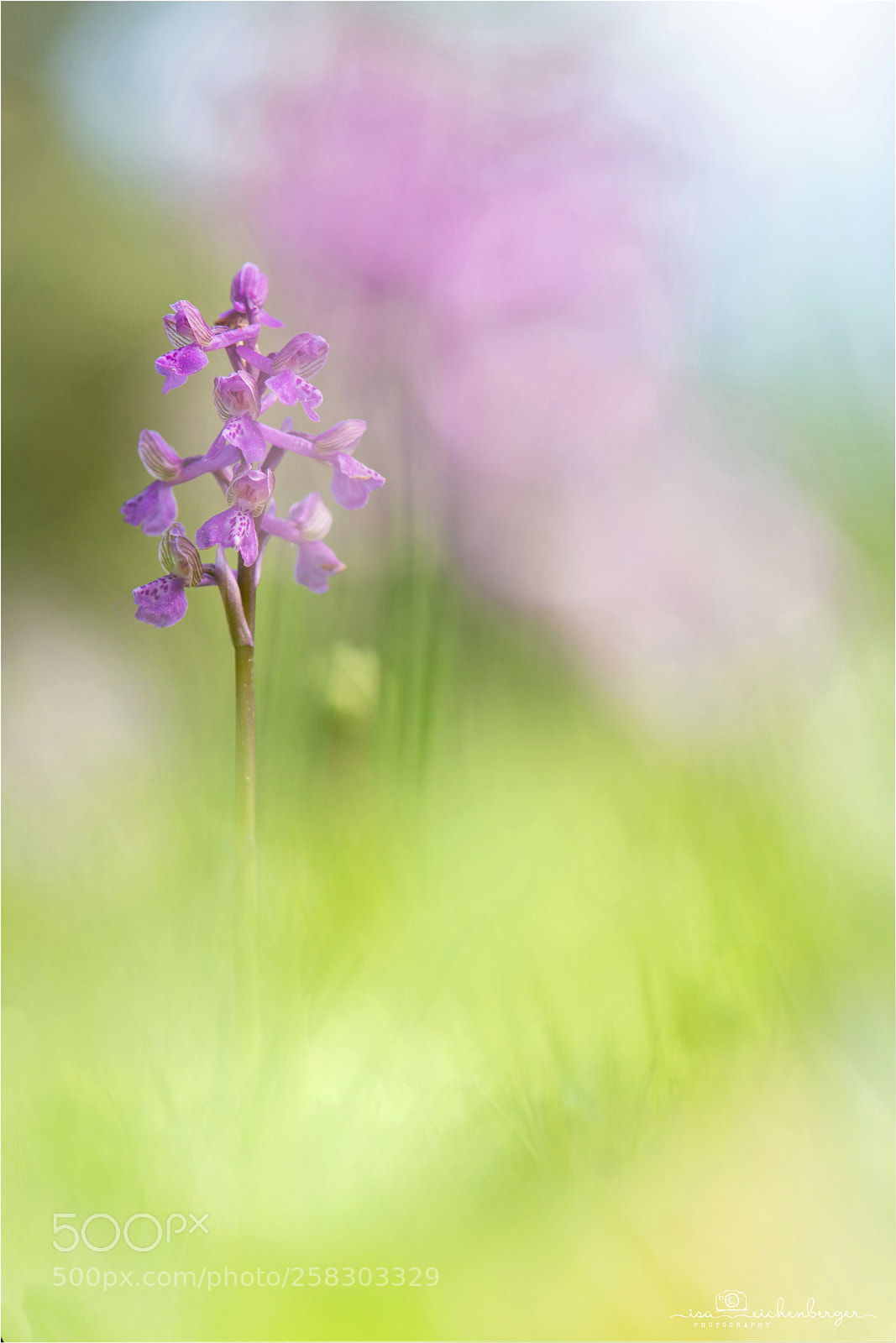 Nikon D850 sample photo. Little orchid photography