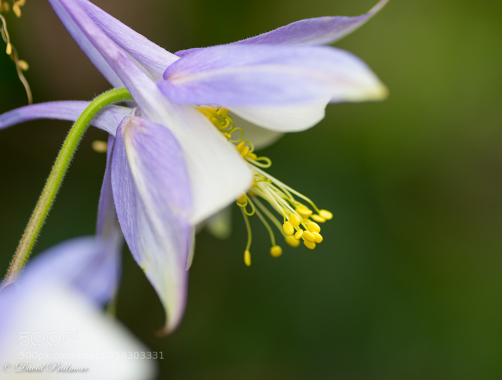 Nikon D7200 sample photo. Flower photography
