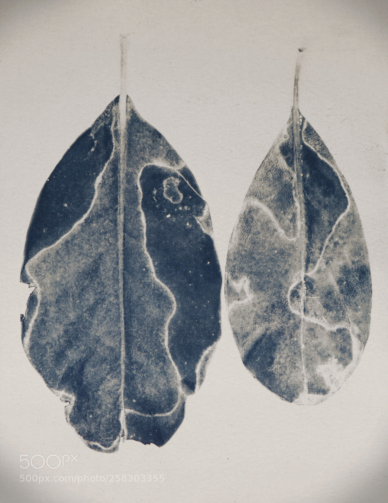 Canon EOS 80D sample photo. Two blue leaves photography