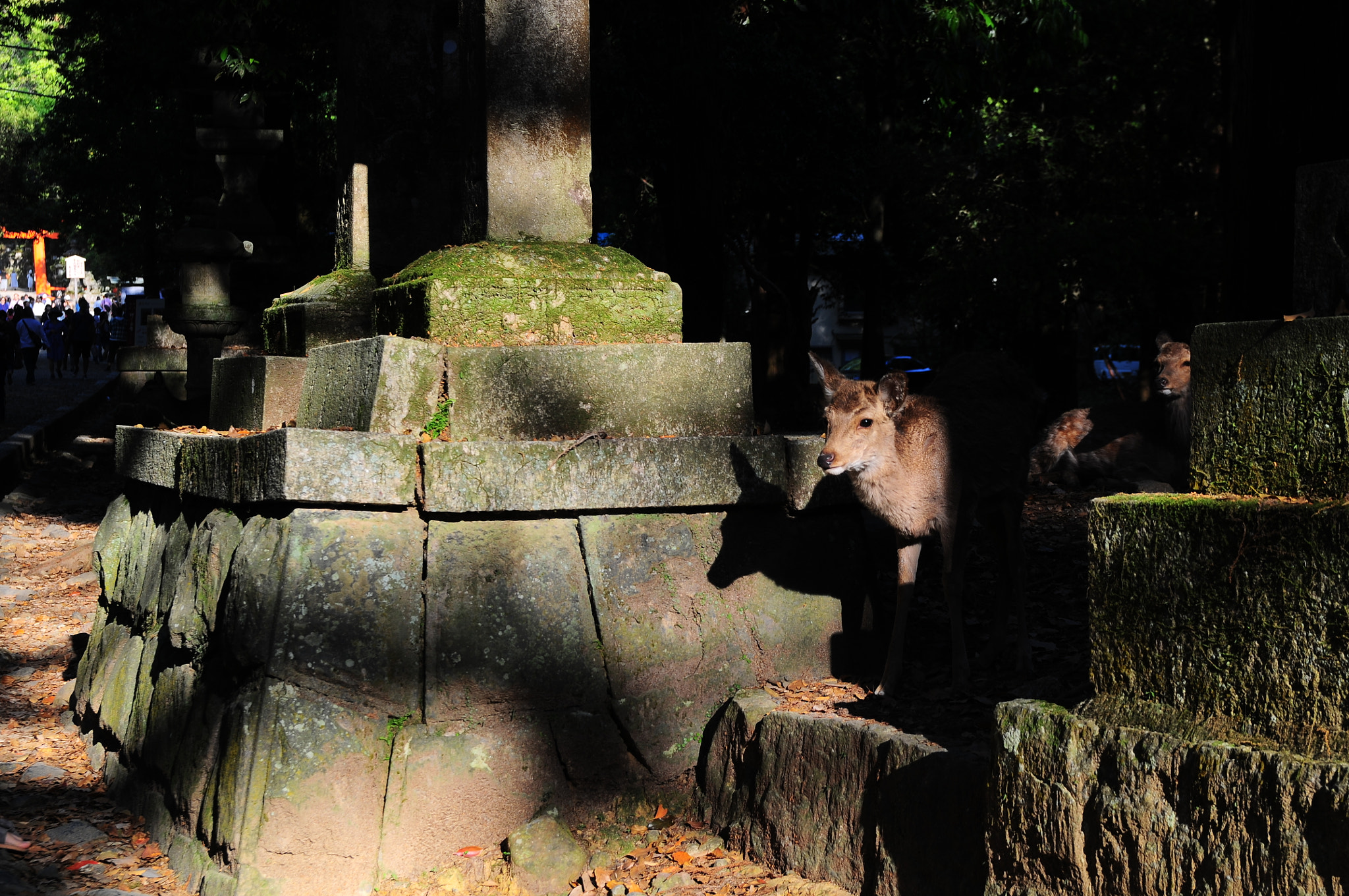 Nikon D300 + Sigma 18-50mm F2.8 EX DC Macro sample photo. Deer in the temple photography