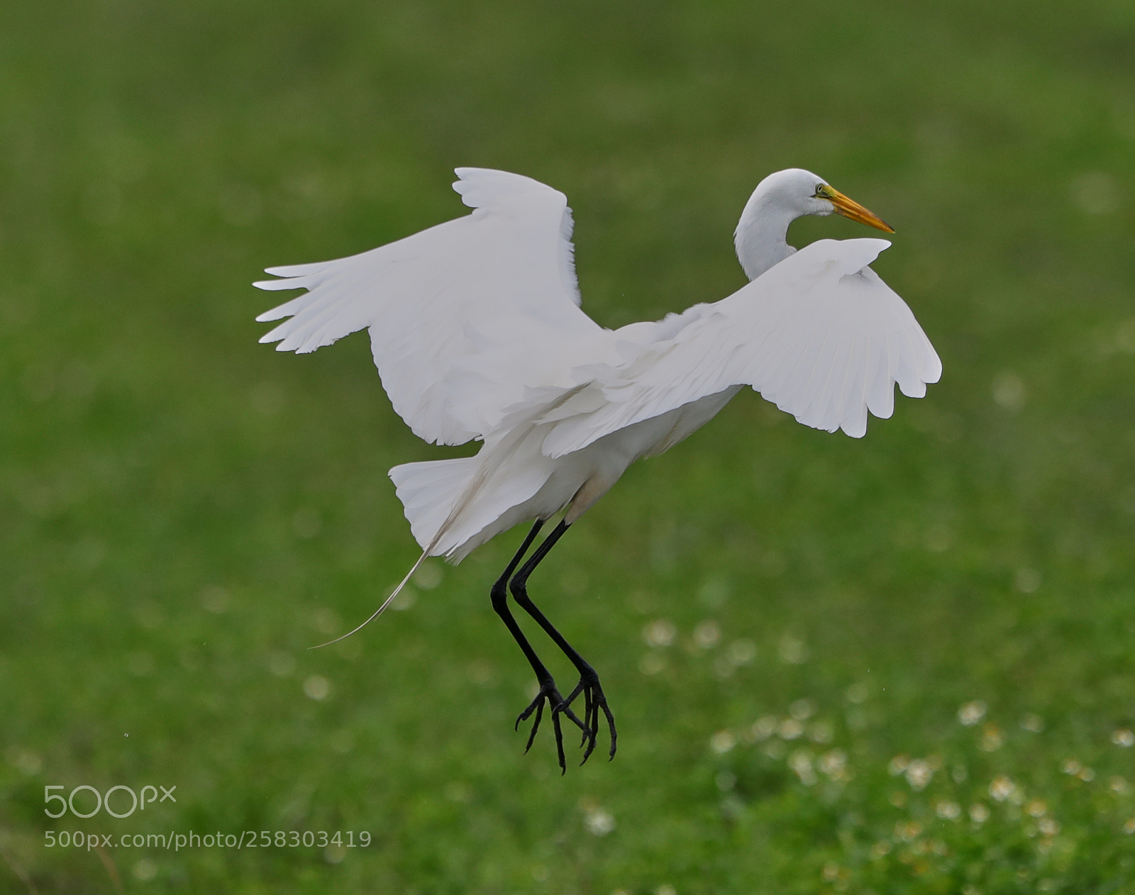 Canon EOS-1D X Mark II sample photo. 05-17-18-0018102.jpg photography