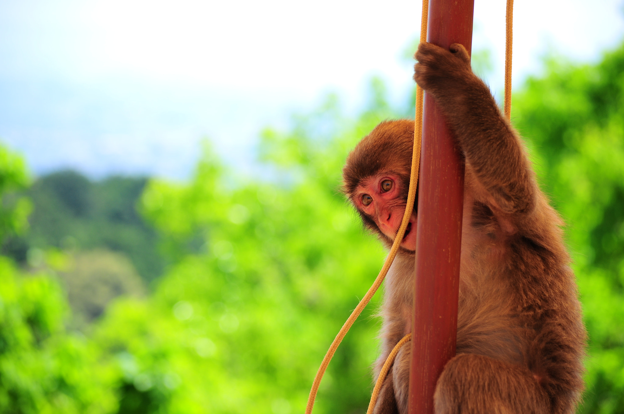 Nikon D300 sample photo. Little monkey photography