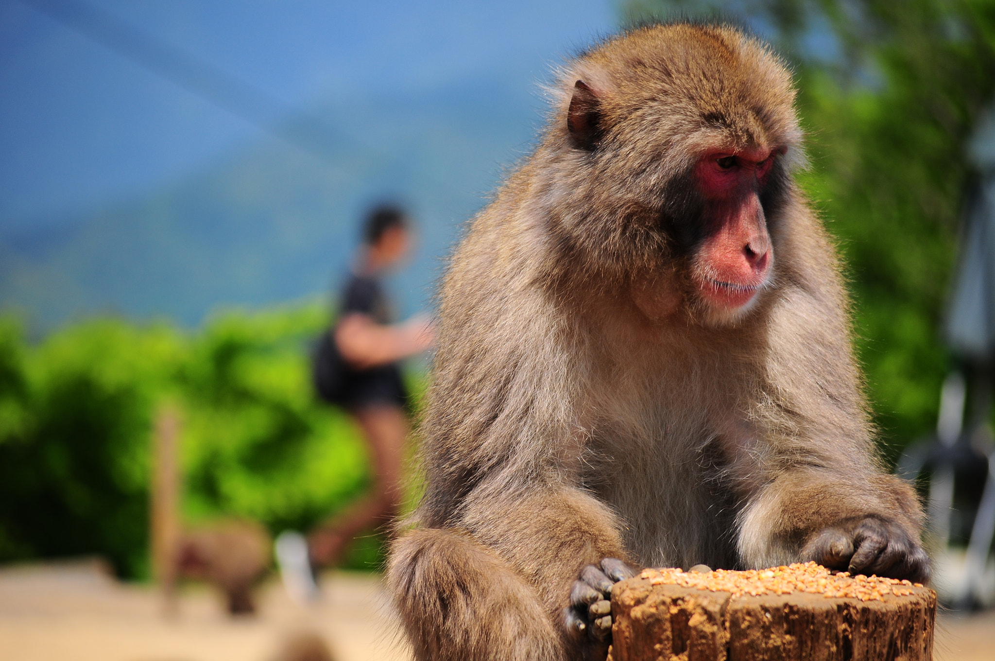 Nikon D300 sample photo. Monkey photography