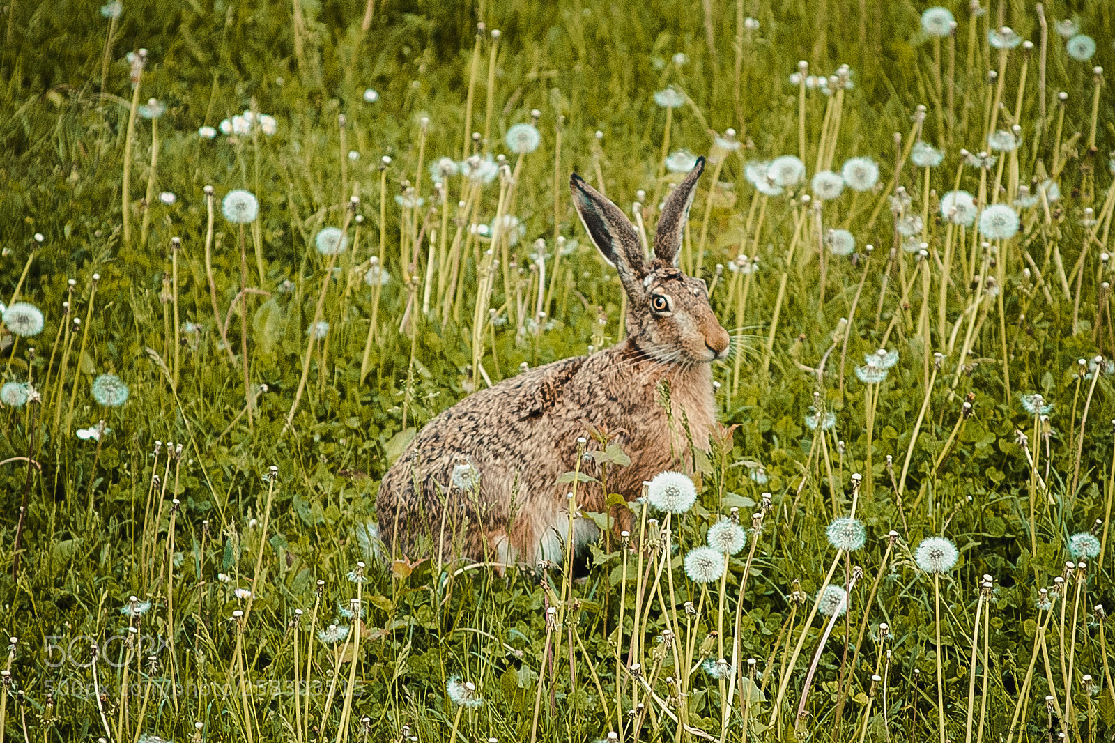 Nikon D750 sample photo. Rabbit photography