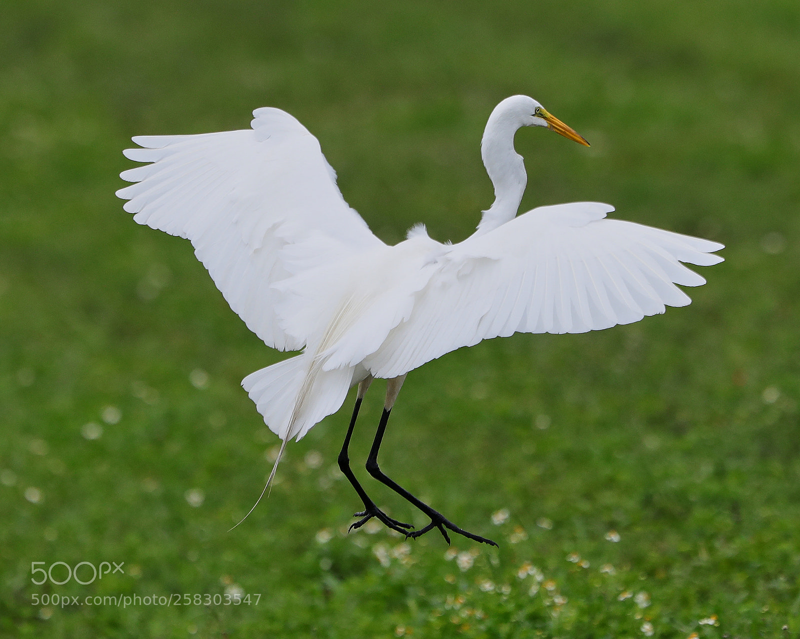 Canon EOS-1D X Mark II sample photo. 05-17-18-0018101.jpg photography