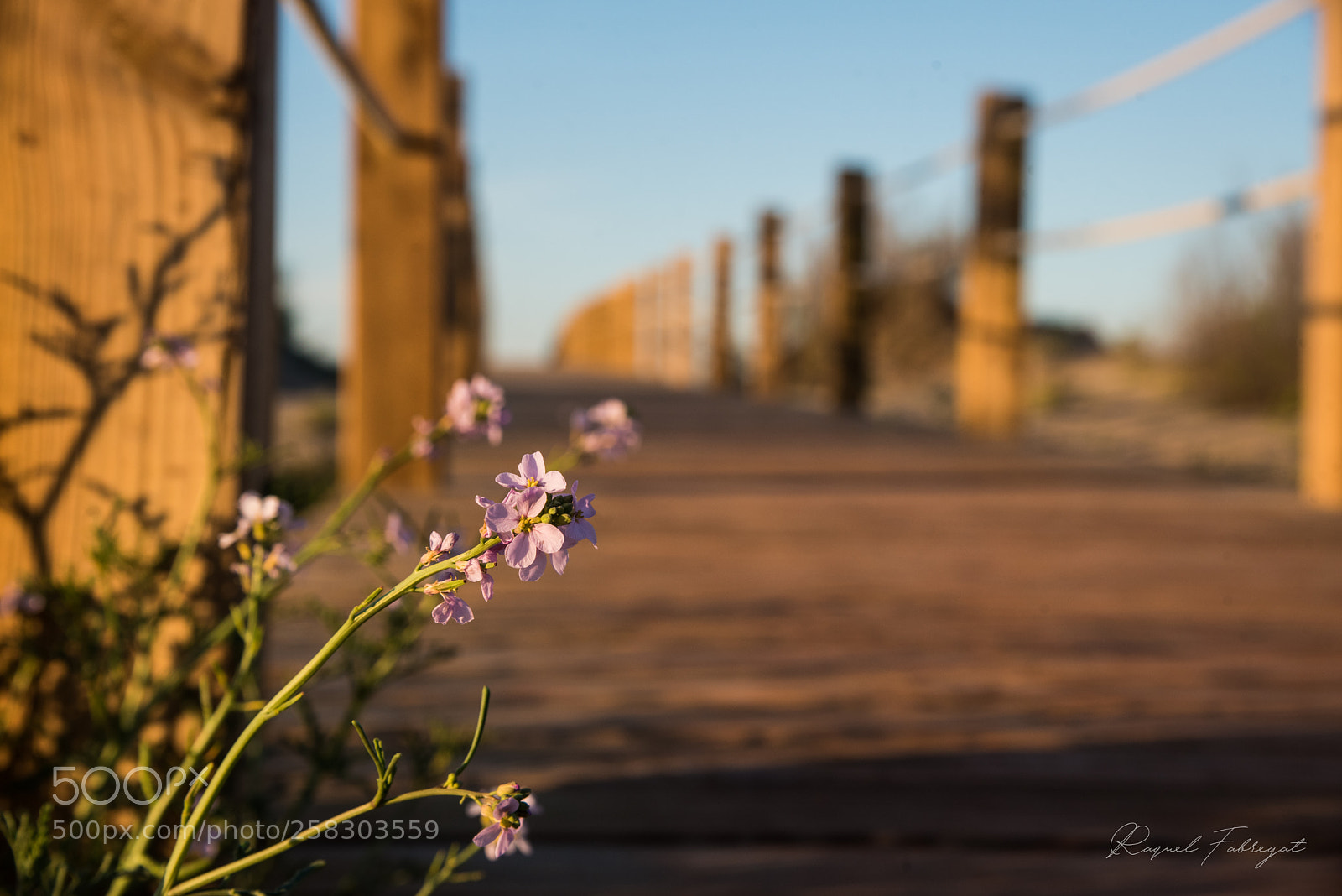 Nikon D750 sample photo. Flowers on the road photography