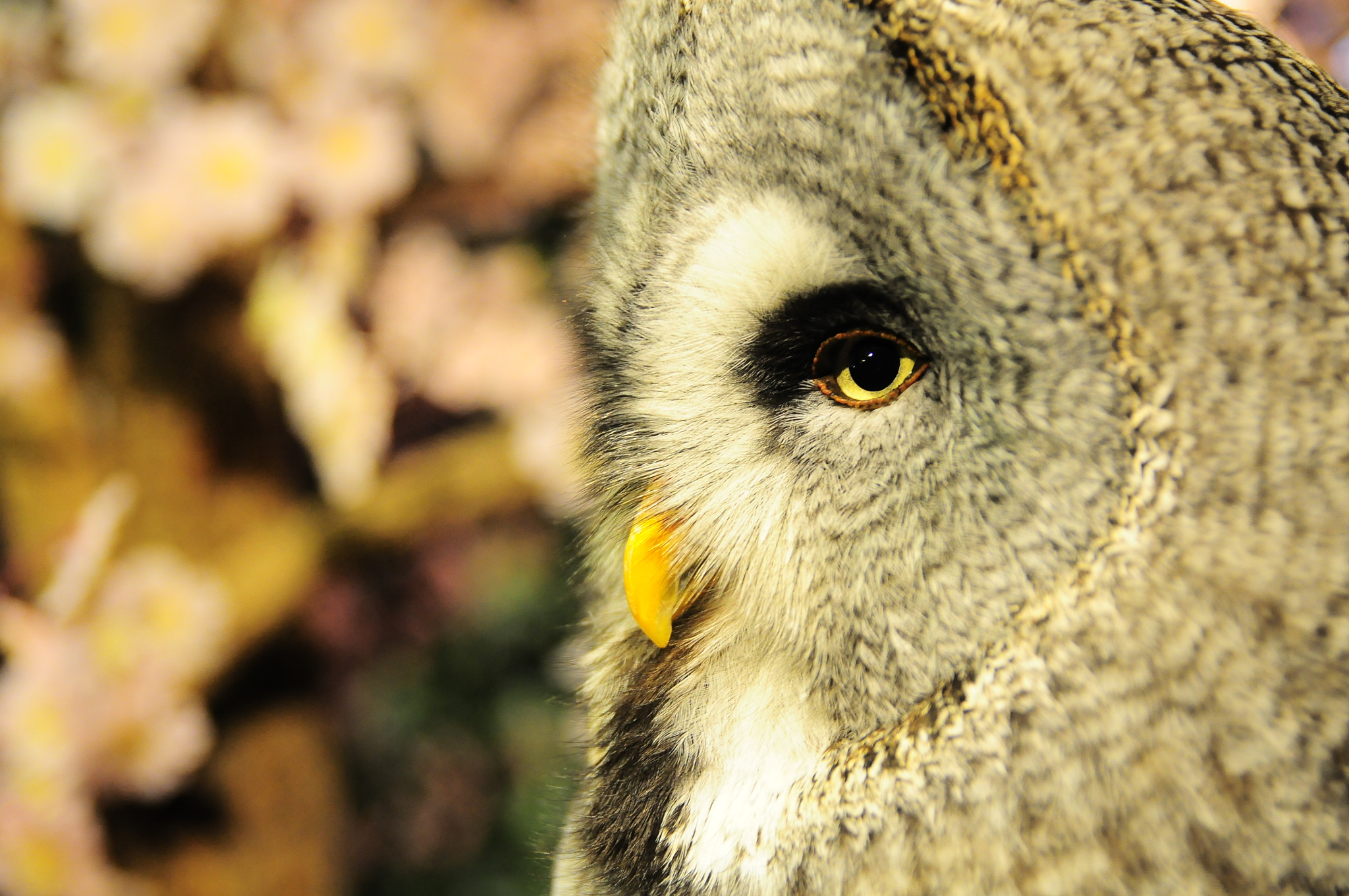 Nikon D300 + Sigma 18-50mm F2.8 EX DC Macro sample photo. Night flighter photography