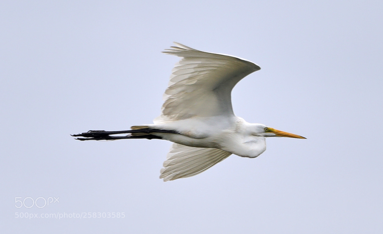 Canon EOS-1D X Mark II sample photo. 05-17-18-0018099.jpg photography