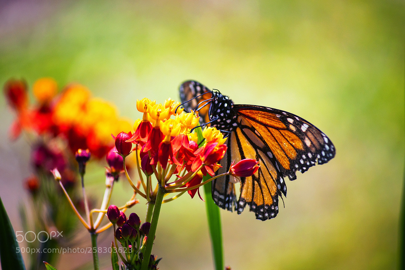Canon EOS 800D (EOS Rebel T7i / EOS Kiss X9i) sample photo. Butterfly on milkweed photography