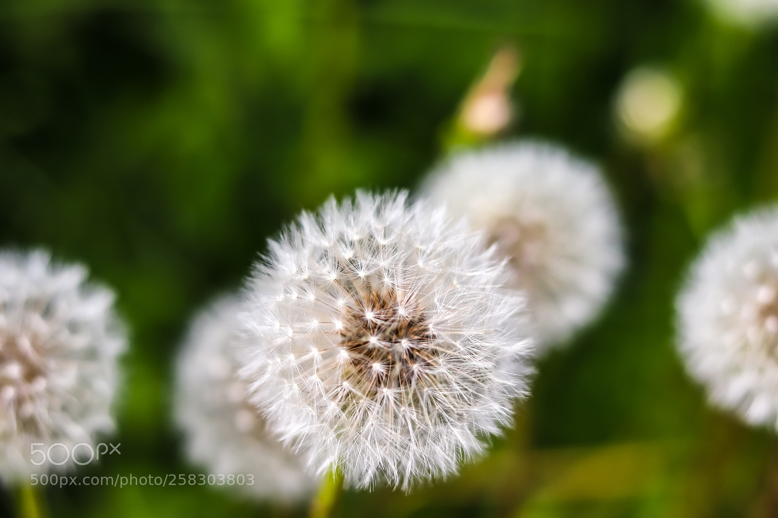 Canon EOS 77D (EOS 9000D / EOS 770D) sample photo. Dandelions photography