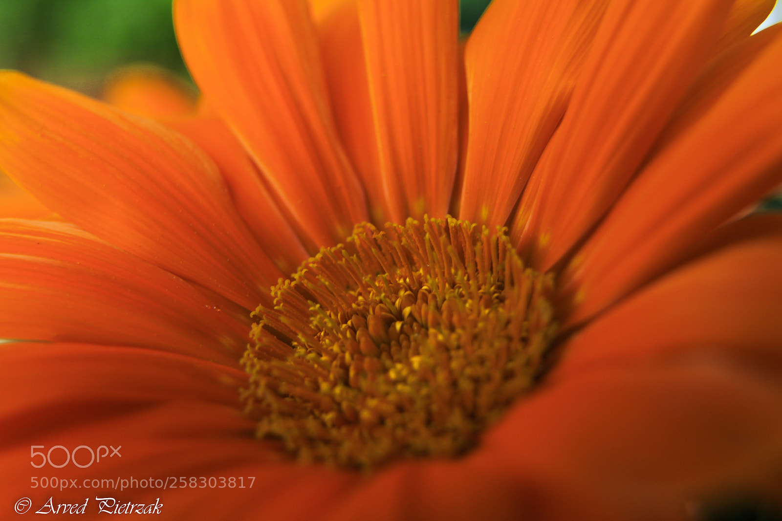 Canon EOS 50D sample photo. Blooming photography