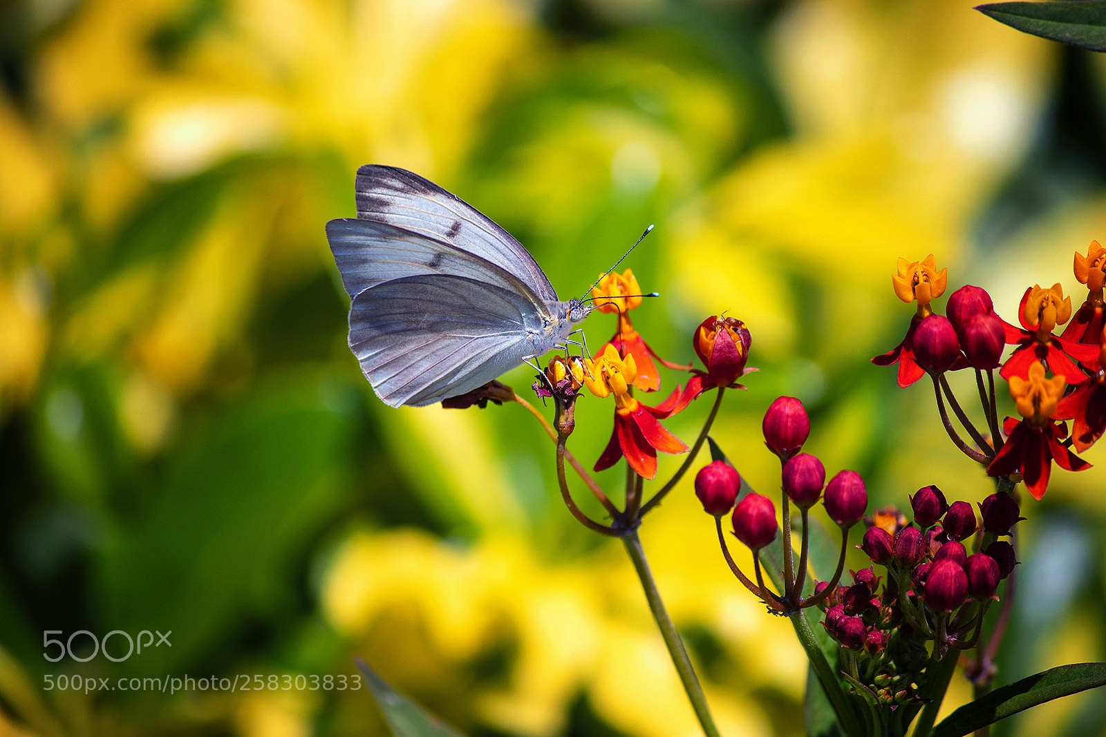Canon EOS 800D (EOS Rebel T7i / EOS Kiss X9i) sample photo. White butterfly photography