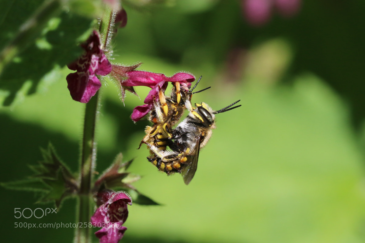 Canon EOS 7D Mark II sample photo. Wollbienen photography