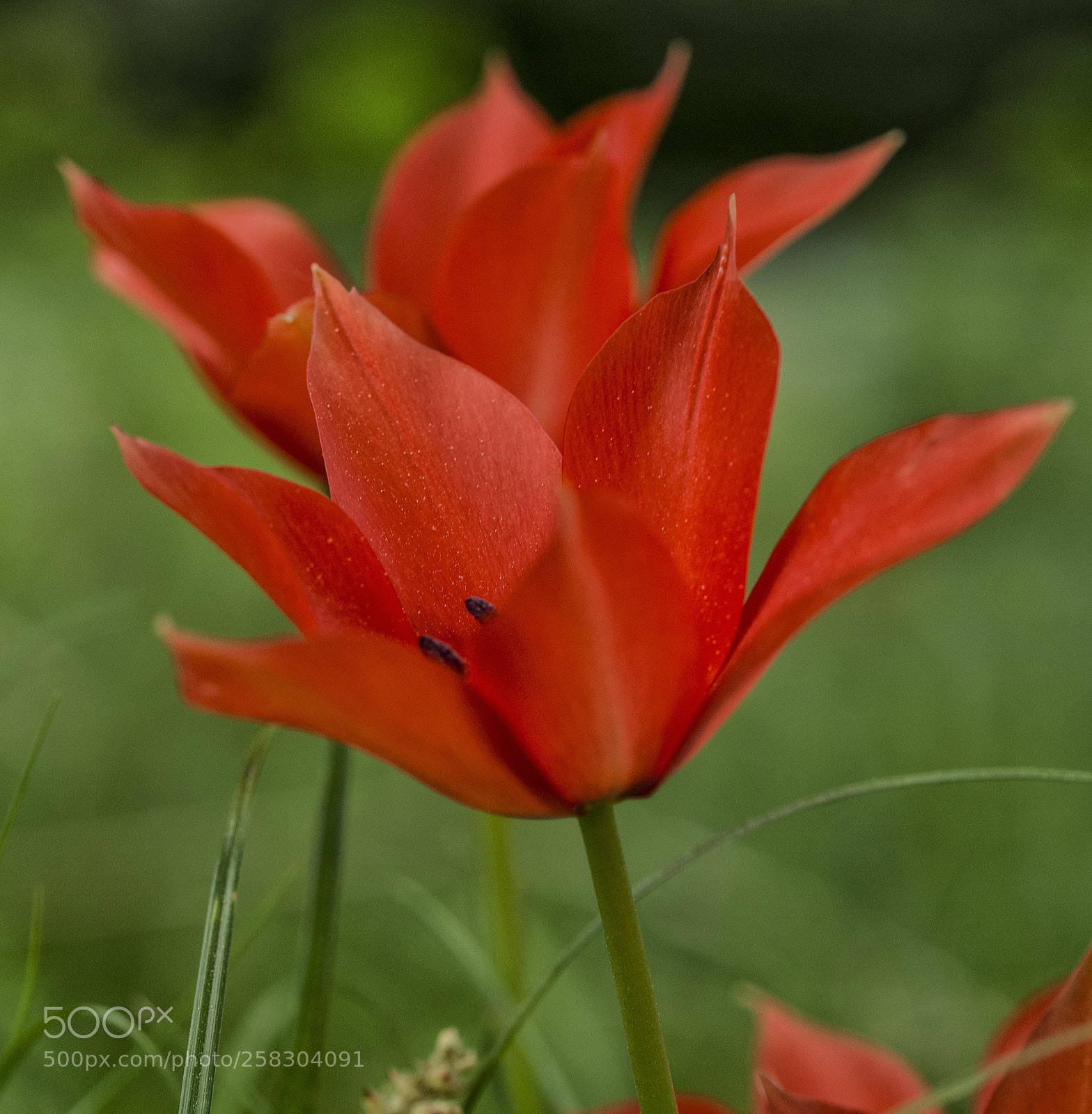 Olympus OM-D E-M10 II sample photo. Red and green photography
