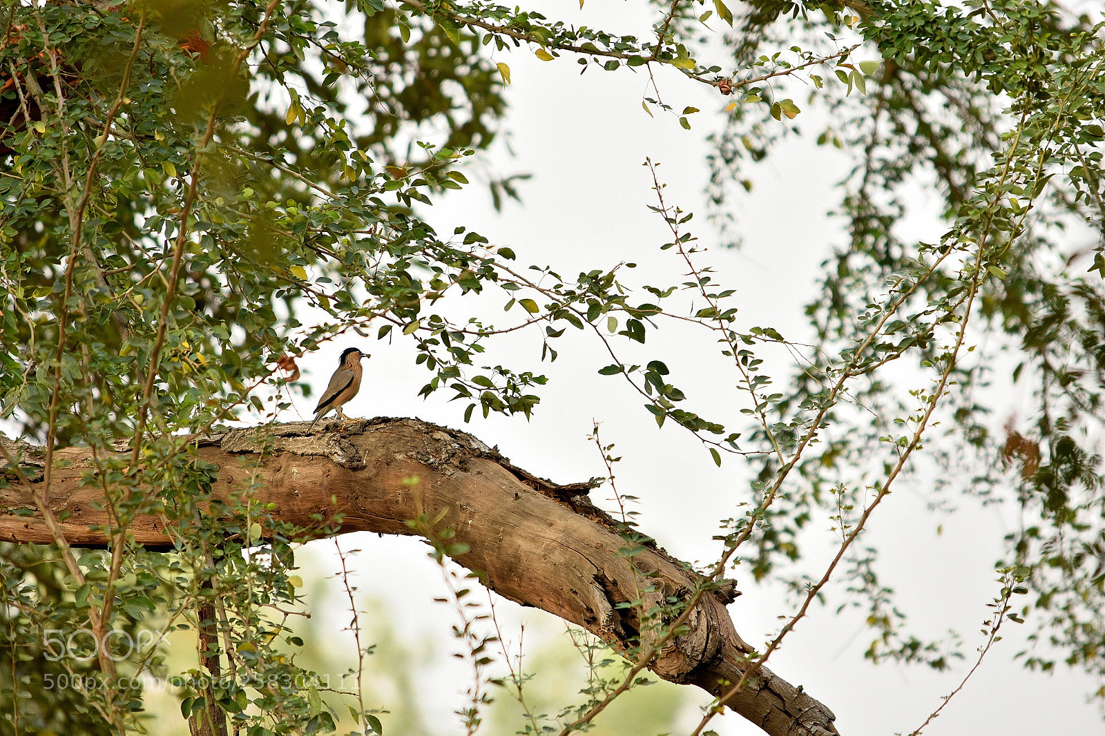 Nikon D3400 sample photo. Little companion  photography