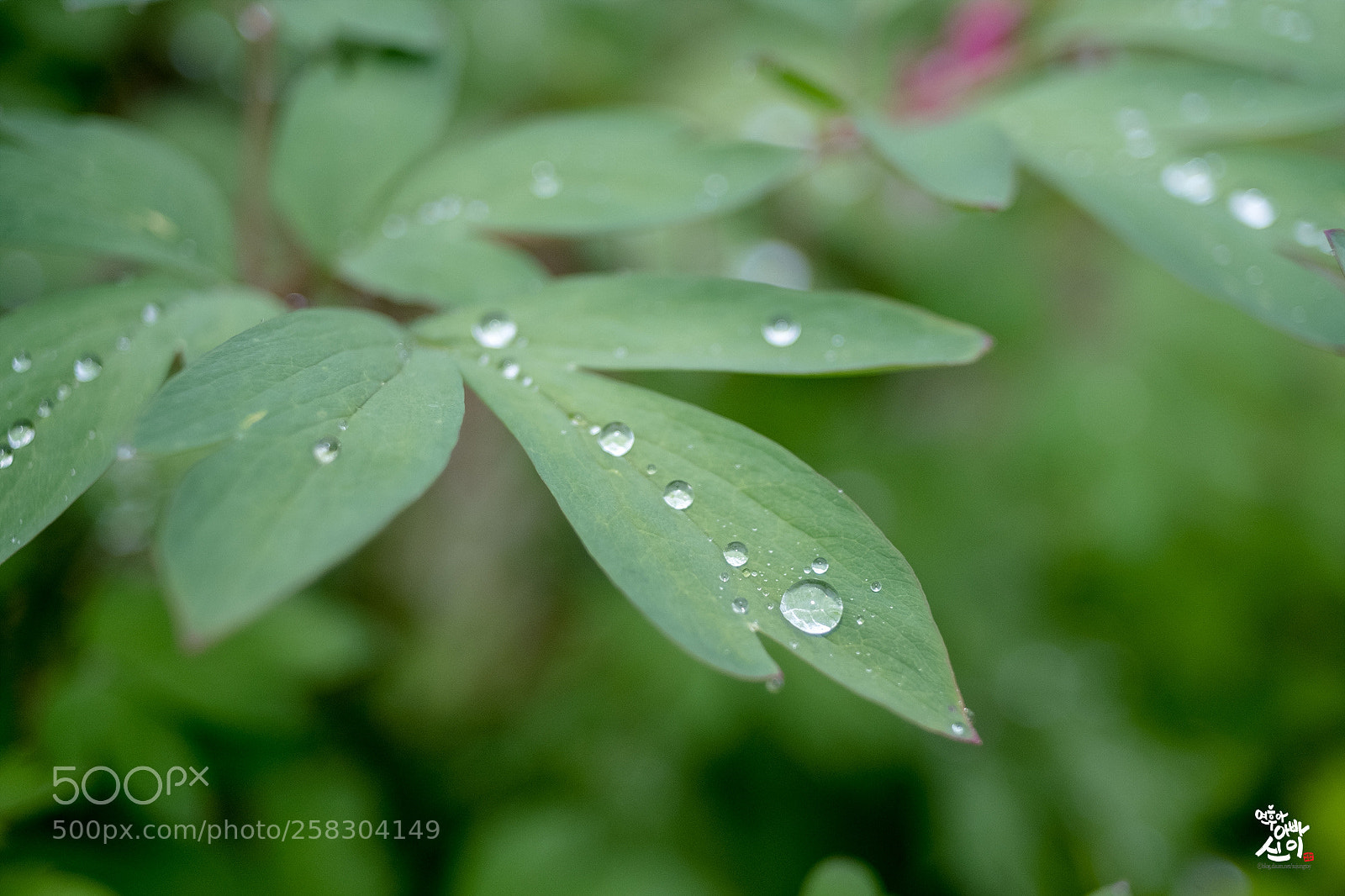 Fujifilm X-T2 sample photo. Rain drop photography