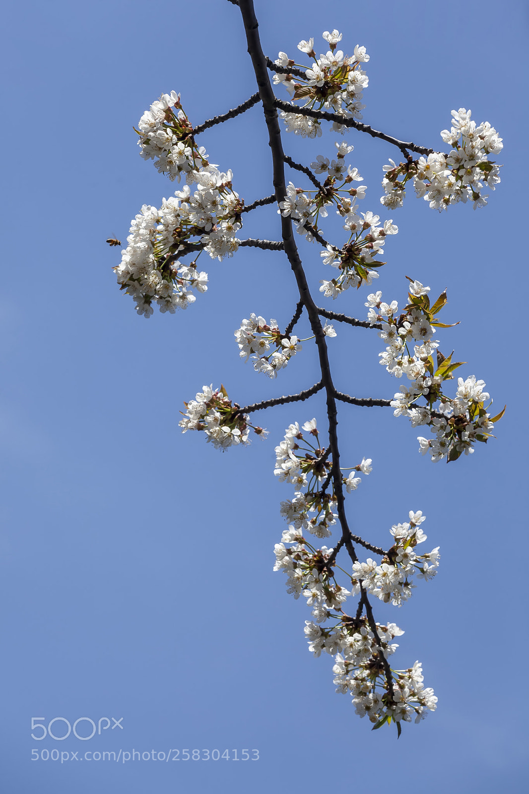 Canon EOS 5D Mark II sample photo. Cherry blossoms photography
