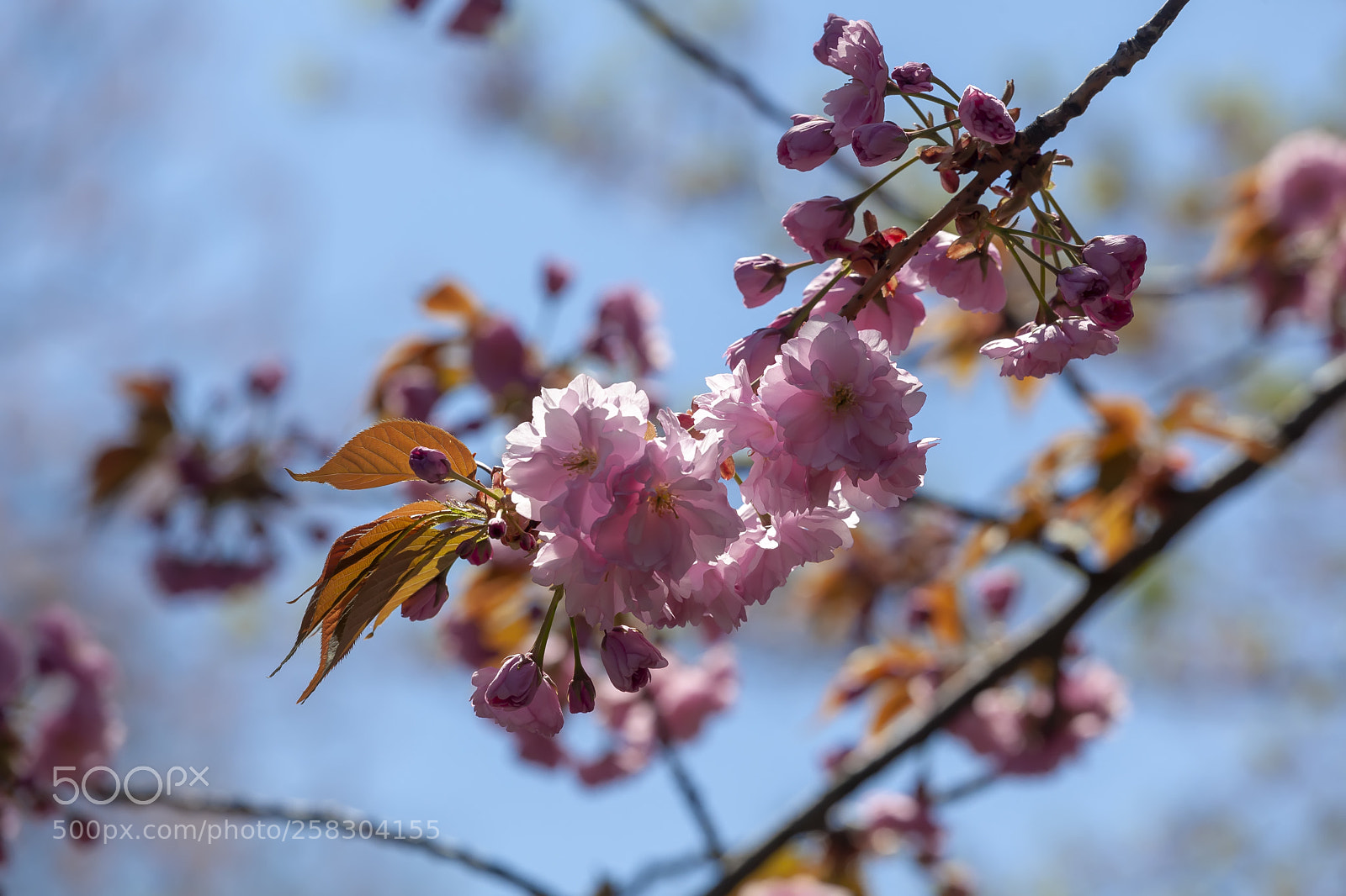 Canon EOS 5D Mark II sample photo. Cherry blossoms photography