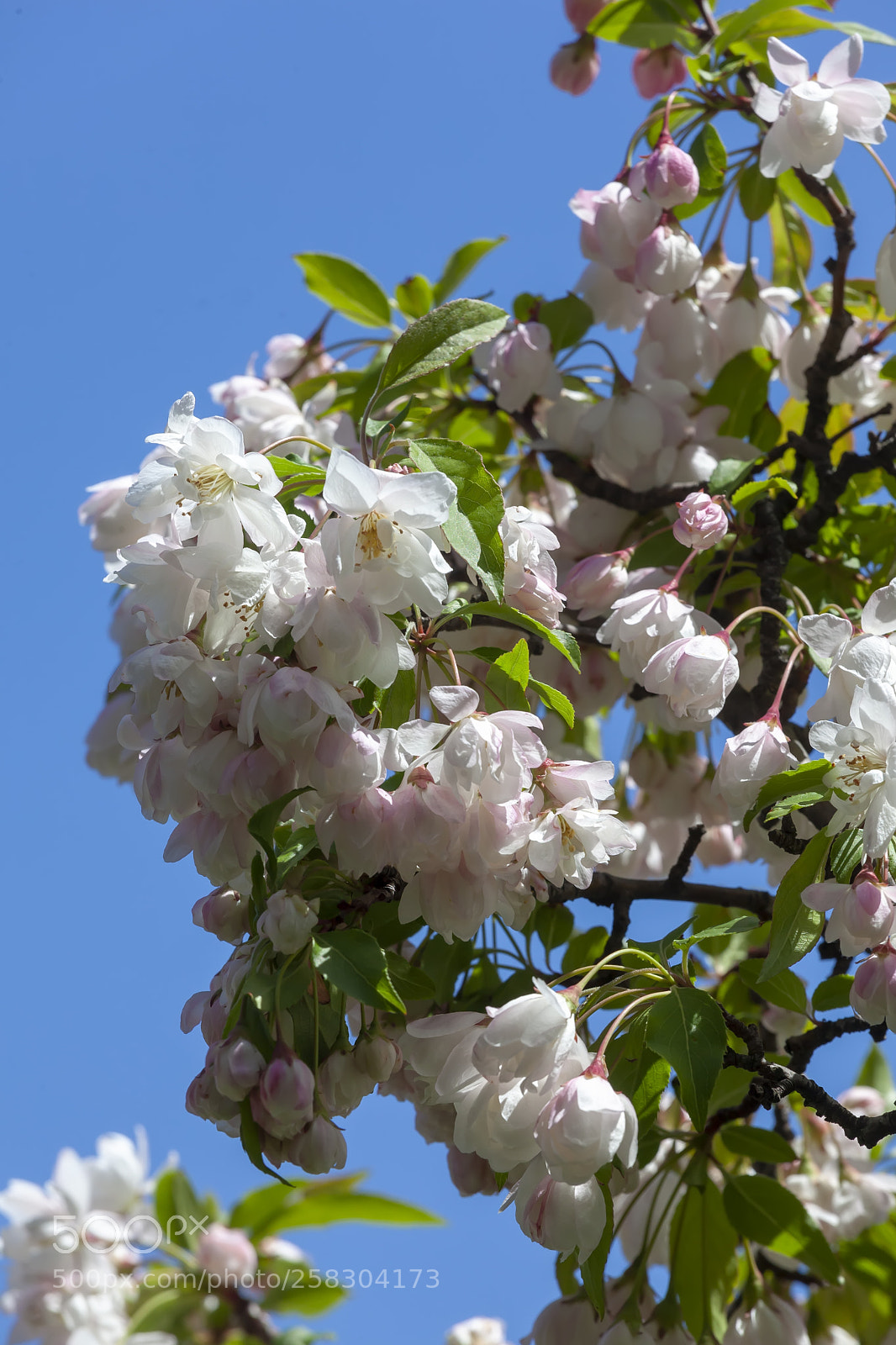Canon EOS 5D Mark II sample photo. Magnolia photography