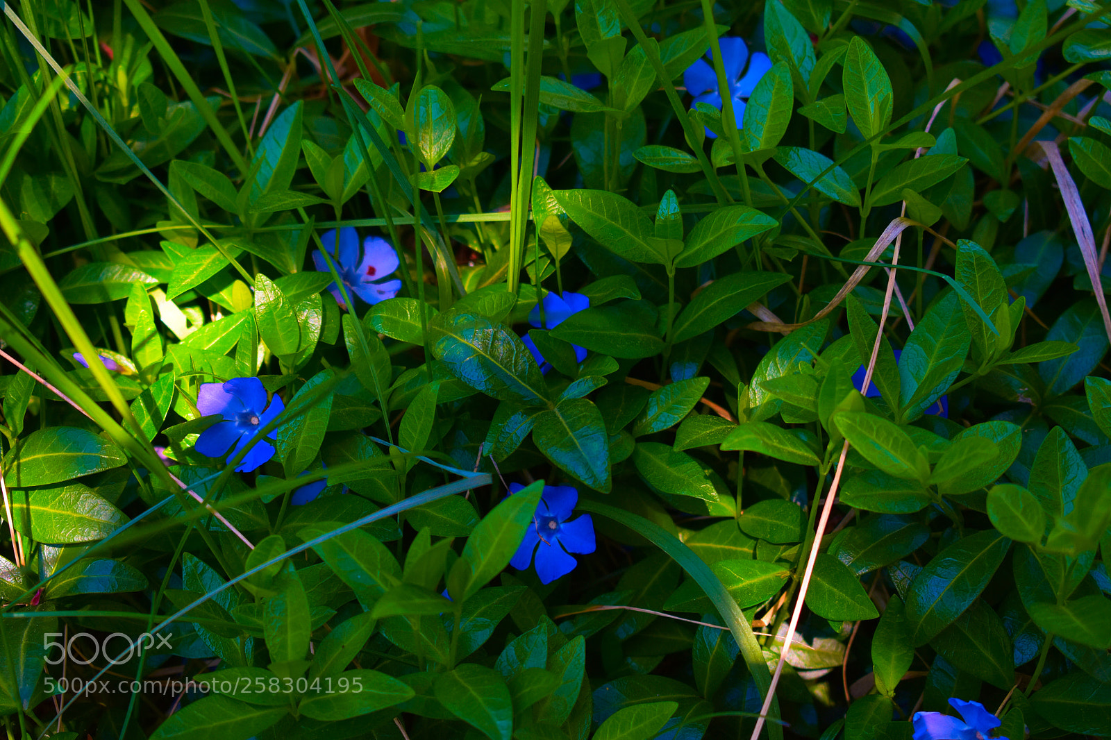 Nikon D3400 sample photo. Blue eyes of flowers photography