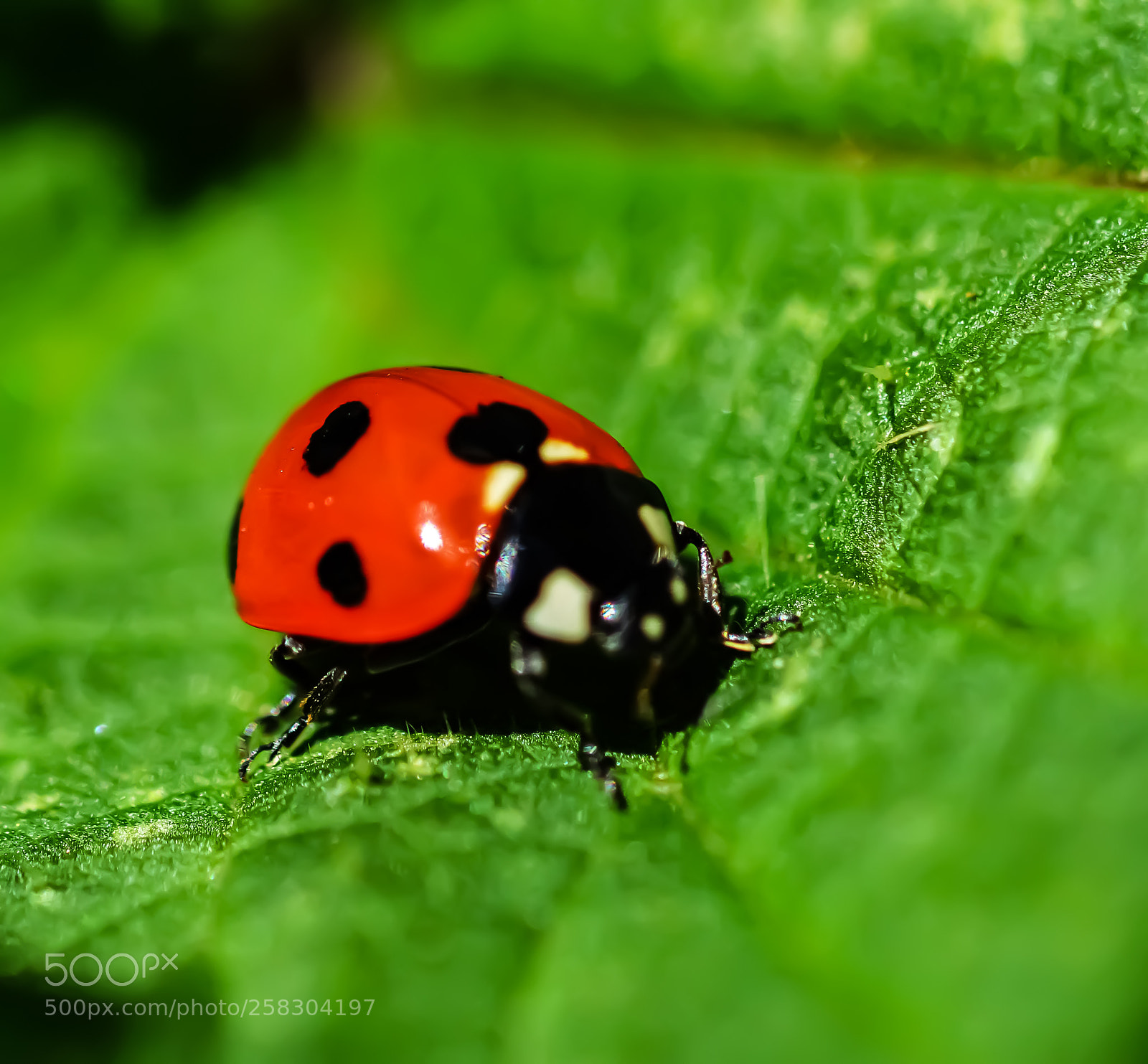 Nikon D3200 sample photo. Ladybug photography